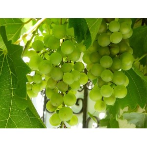 Druiven muscaat witte per 500 gram
